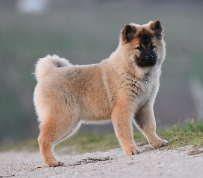 Étalon Eurasier - Veneska des Legendes de Retz