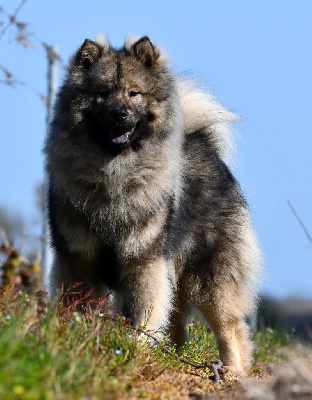Étalon Eurasier - vostorg lyubvi's lunezhskikh gor tori
