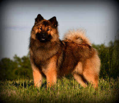 Étalon Eurasier - Uukhan des Legendes de Retz