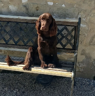 Étalon Field Spaniel - woodsong Vivacissimo dite vicky