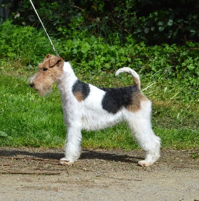 Étalon Fox Terrier Poil Dur - Uzzy black Du Jardin D'inuko