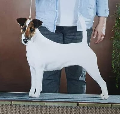 Étalon Fox Terrier Poil lisse - CH. Sister-act Fox-trot forever