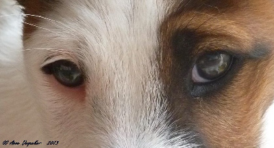 Étalon Fox Terrier Poil lisse - Illy-girl Fox-trot forever