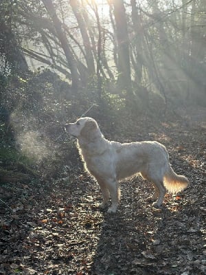 Étalon Golden Retriever - Utah Ar Bann Heol