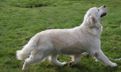 Étalon Golden Retriever - Novely (Sans Affixe)