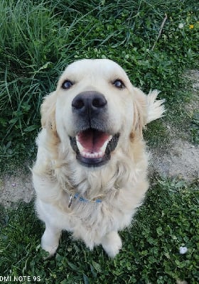 Étalon Golden Retriever - Tina (Sans Affixe)
