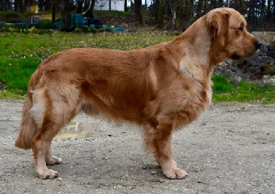 Étalon Golden Retriever - red pride Diego