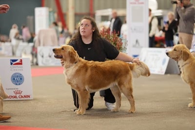 Étalon Golden Retriever - Ulao De La Vallée Des Golden D'Or