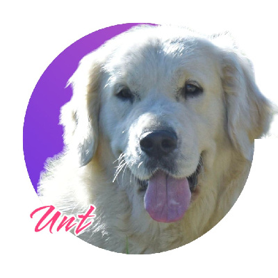 Étalon Golden Retriever - Untou of leedyl