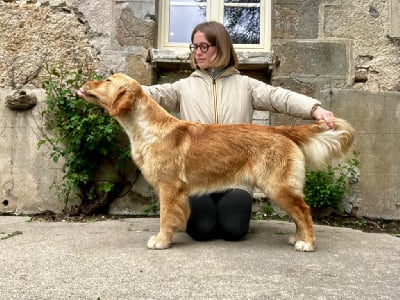 Étalon Golden Retriever - Catch The Dream Violet evergarden