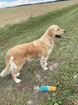 Étalon Golden Retriever - Rusty du Fond de la Noye