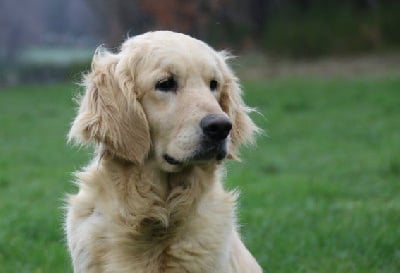 Étalon Golden Retriever - Tiffany Du clos de nissa-bella
