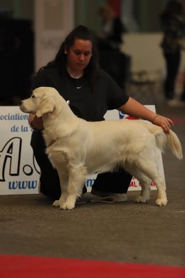 Étalon Golden Retriever - Valia Du Domaine Du Goldheur