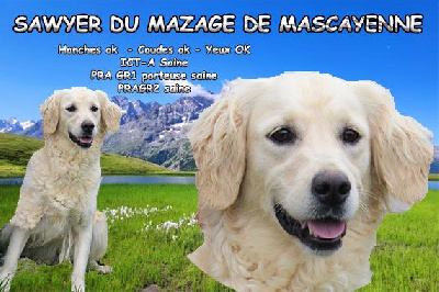 Étalon Golden Retriever - Sawyer Du mazage de mascayenne