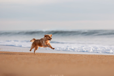 Étalon Golden Retriever - Surya De La Vallée Des Golden D'Or