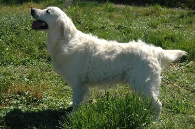 Étalon Golden Retriever - Ubert de la vallée d'helios