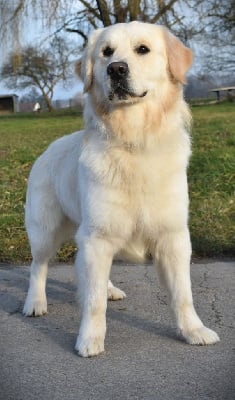 Étalon Golden Retriever - U'bucky (Sans Affixe)