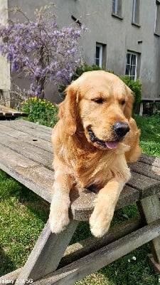 Étalon Golden Retriever - Usko De La Tribu De Cookenjab