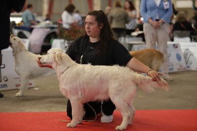 Étalon Golden Retriever - Victoire Du Domaine Du Goldheur
