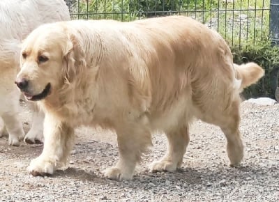 Étalon Golden Retriever - So cute Du Clos De Compostelle