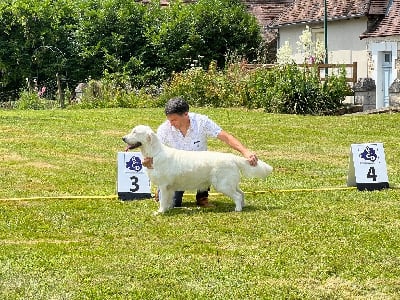 Étalon Golden Retriever - Umea des Légendaires Nahauri