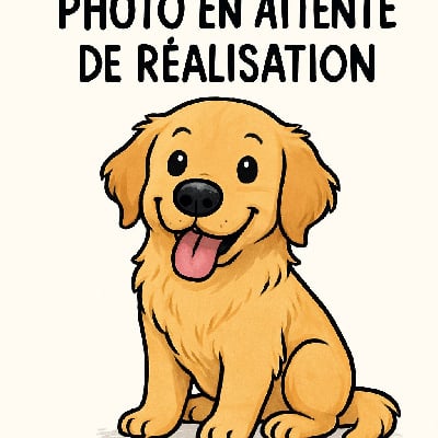 Étalon Golden Retriever - Soane Du pré moussey