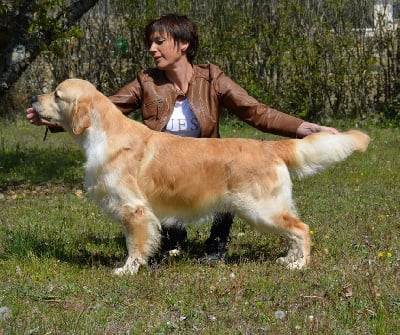 Étalon Golden Retriever - CH. Oh captain my captain Du bois de la rayere