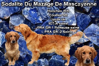 Étalon Golden Retriever - Sodalite Du mazage de mascayenne