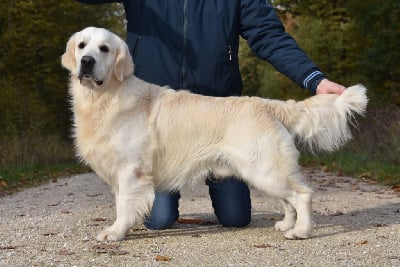 Étalon Golden Retriever - tramin Sailor