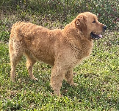 Étalon Golden Retriever - Unix Du Brionnais Doré