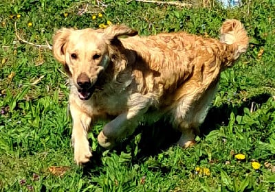 Étalon Golden Retriever - Une surprise Du Royaume D'Helfy