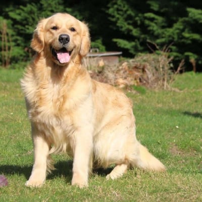 Étalon Golden Retriever - Absolyutnui absolyutnui uspekh iz pryanichnogo domika