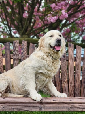 Étalon Golden Retriever - U what ever it takes imagine des Anges de la Claie
