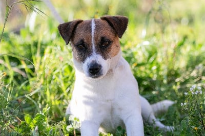 Étalon Jack Russell Terrier - Special edition du Bois de Compiègne