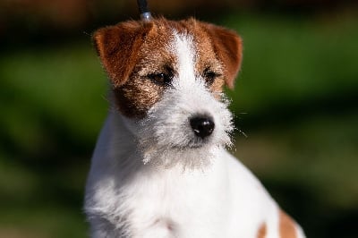 Étalon Jack Russell Terrier - Vintage du Bois de Compiègne