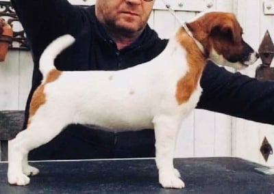 Étalon Jack Russell Terrier - lanadji Jeanne lanvin sestra