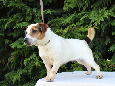 Étalon Jack Russell Terrier - Sunshine du clos de l'épte