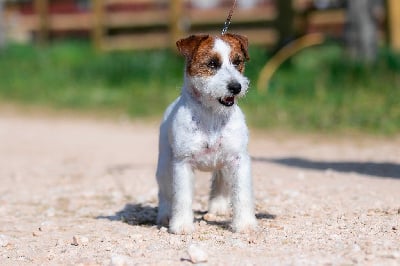 Étalon Jack Russell Terrier - totgree's Full of mind