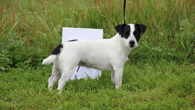 Étalon Jack Russell Terrier - Renard-roxy des Gres de Malleville