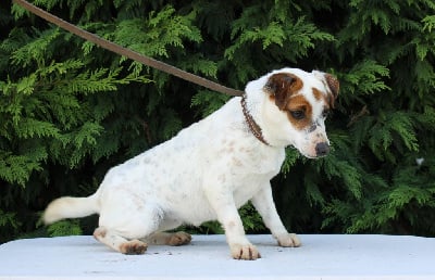 Étalon Jack Russell Terrier - Tipex du clos de l'épte