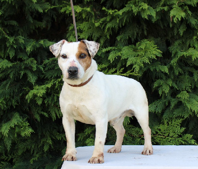 Étalon Jack Russell Terrier - Odin (Sans Affixe)