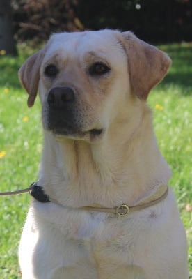 Étalon Labrador Retriever - CH. Shooting star de la Passe de l'Eider