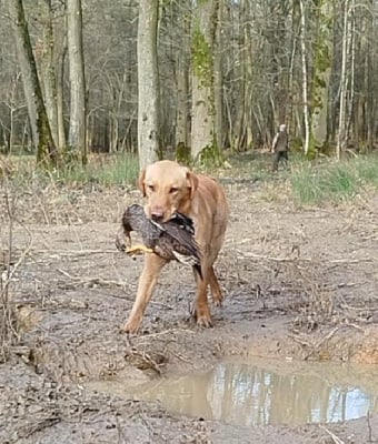 Étalon Labrador Retriever - CH. Vito Des Adrilines d'Opale