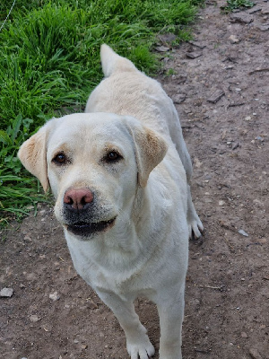 Étalon Labrador Retriever - Schanel du verger des plaines