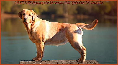 Étalon Labrador Retriever - Unitive renarde rousse Des Selkies O'naïade