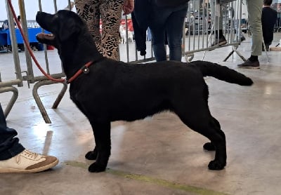 Étalon Labrador Retriever - Velvet du taillis madame