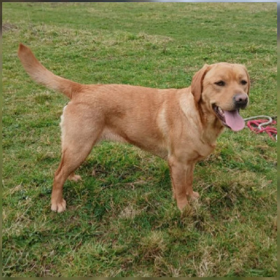 Étalon Labrador Retriever - Uline du Haras des Ifs