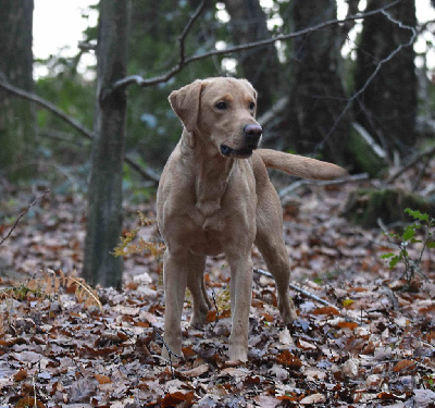 Étalon Labrador Retriever - Twist again master of water