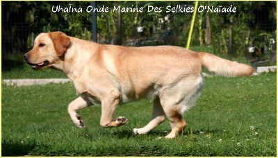Étalon Labrador Retriever - UhaÏna onde marine Des Selkies O'naïade