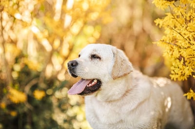 Étalon Labrador Retriever - Venus (Sans Affixe)